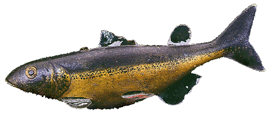 Yock Meldrum, Walleye, Fish Decoy, fishdecoy, fishdecoys, fish decoys