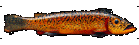 "Fish Decoy.com displays the best American fish decoys and fish decoy images from the golden age of ice fishing."